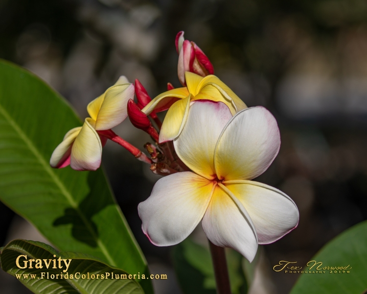 Gravity_0248