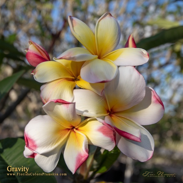 Gravity_6125
