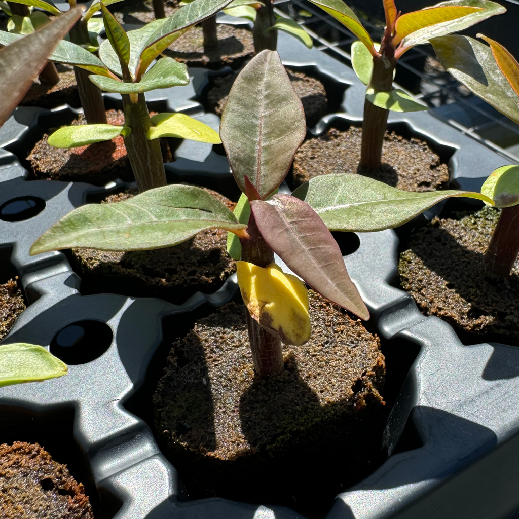 Seedling-with-yellow-seed-leaf_IMG_6945